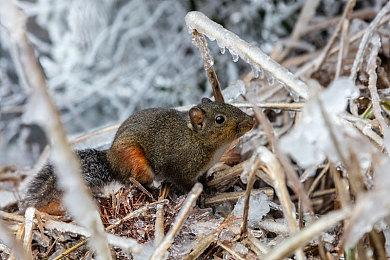 《上古卷轴4：湮没 复刻版》PC版容量超120GB