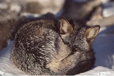 危急时刻！《战地风云2042》年度S4赛季现已全新上线！